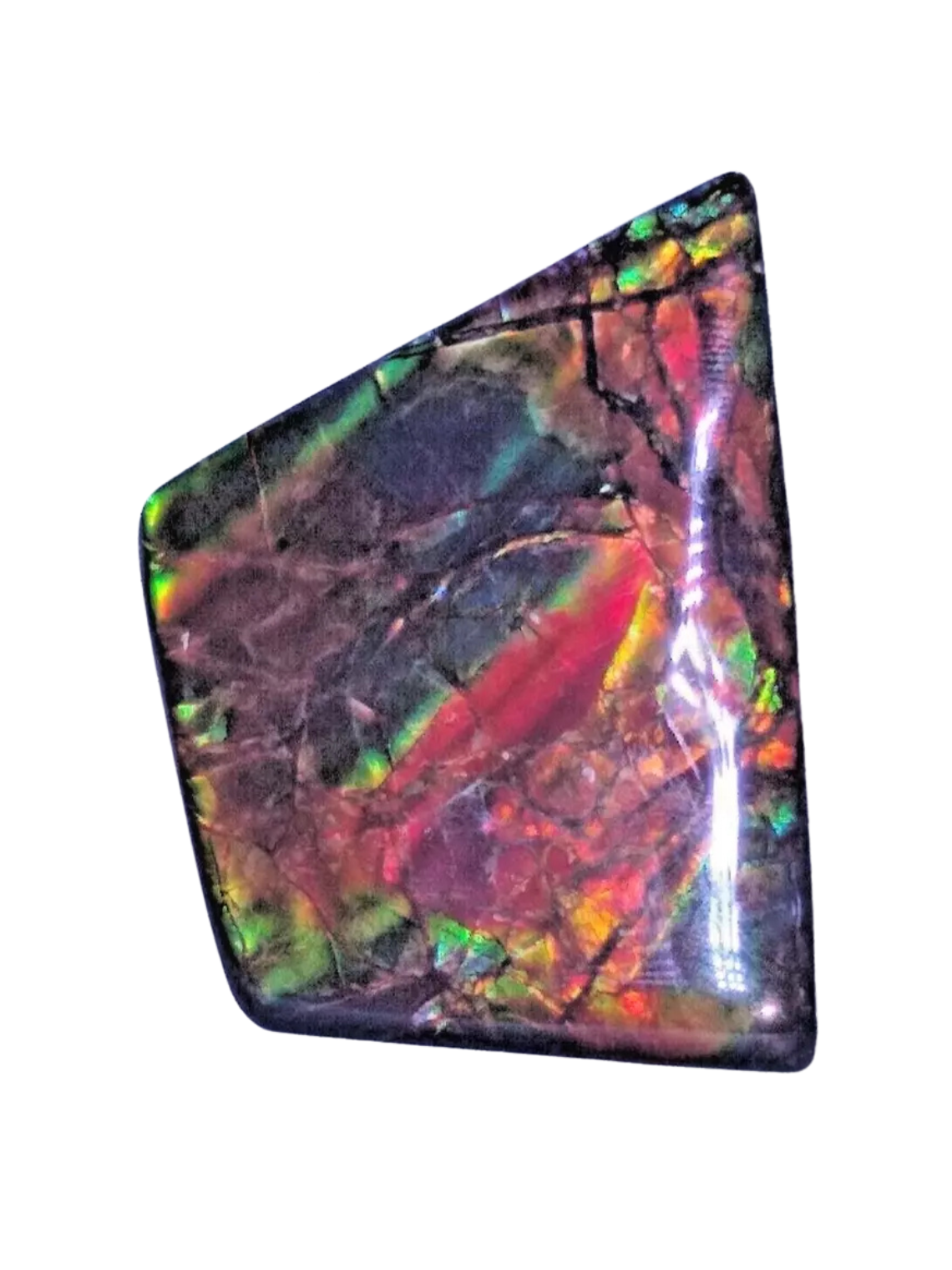 Ammonite vs Ammolite