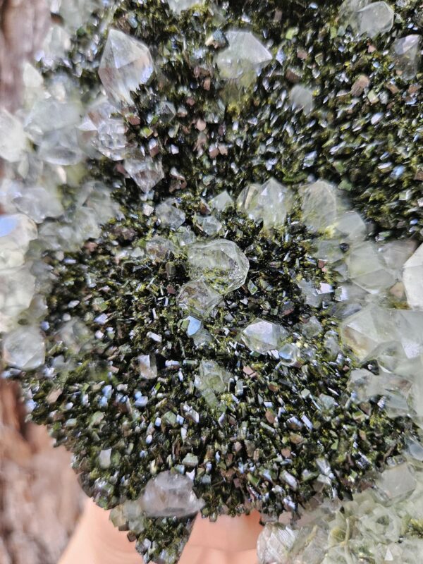 Wow! Quality Forest Quartz Crystal - Image 8