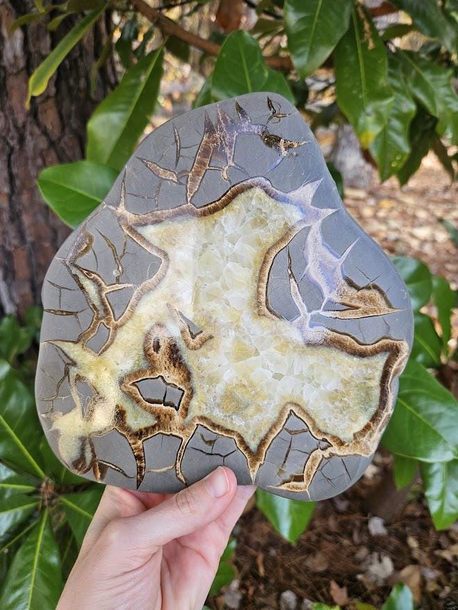 Quality Septarian Slab: Polished Dragon Stone - Natural Home Decor - Image 3