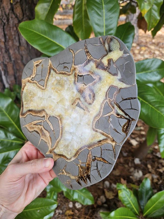 Quality Septarian Slab: Polished Dragon Stone - Natural Home Decor - Image 8