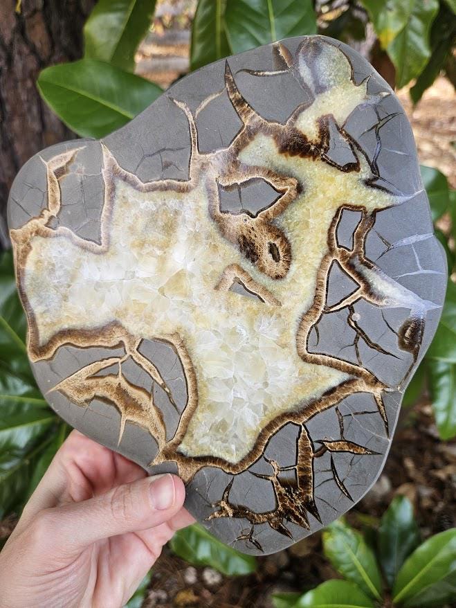 Quality Septarian Slab: Polished Dragon Stone - Natural Home Decor