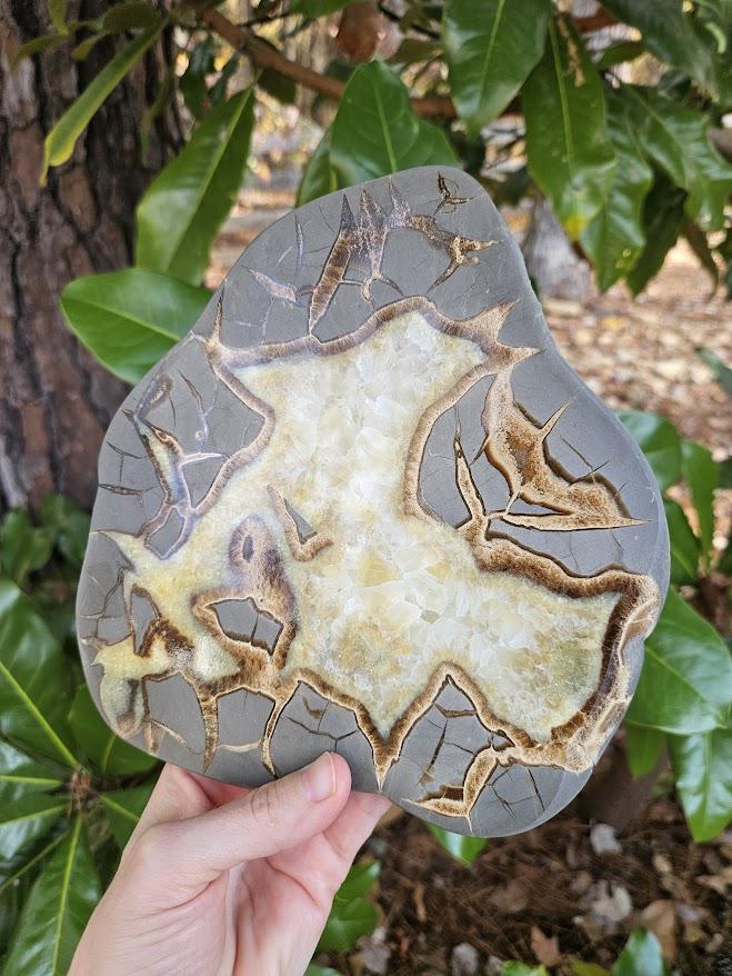 Quality Septarian Slab: Polished Dragon Stone - Natural Home Decor - Image 4