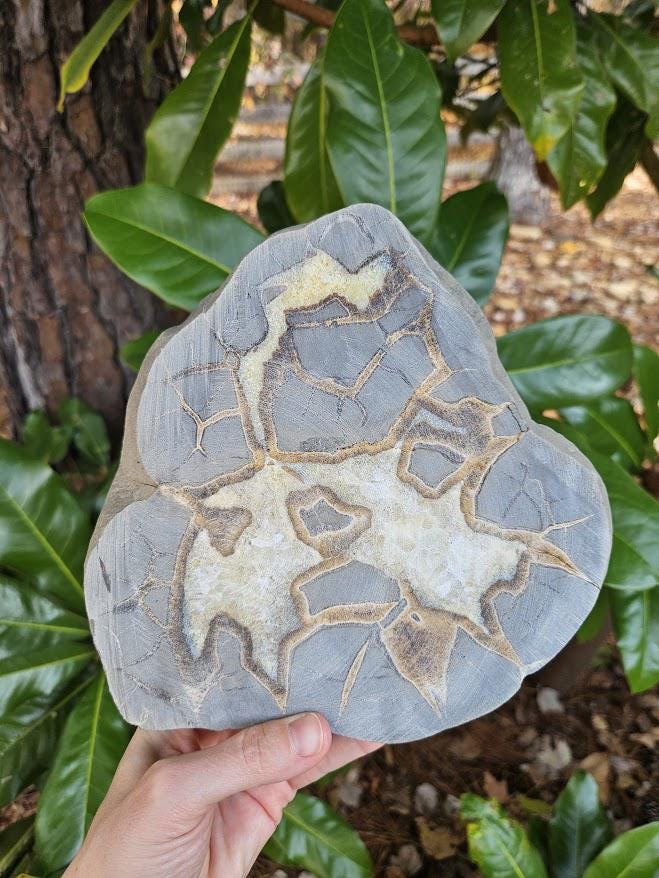 Quality Septarian Slab: Polished Dragon Stone - Natural Home Decor - Image 10